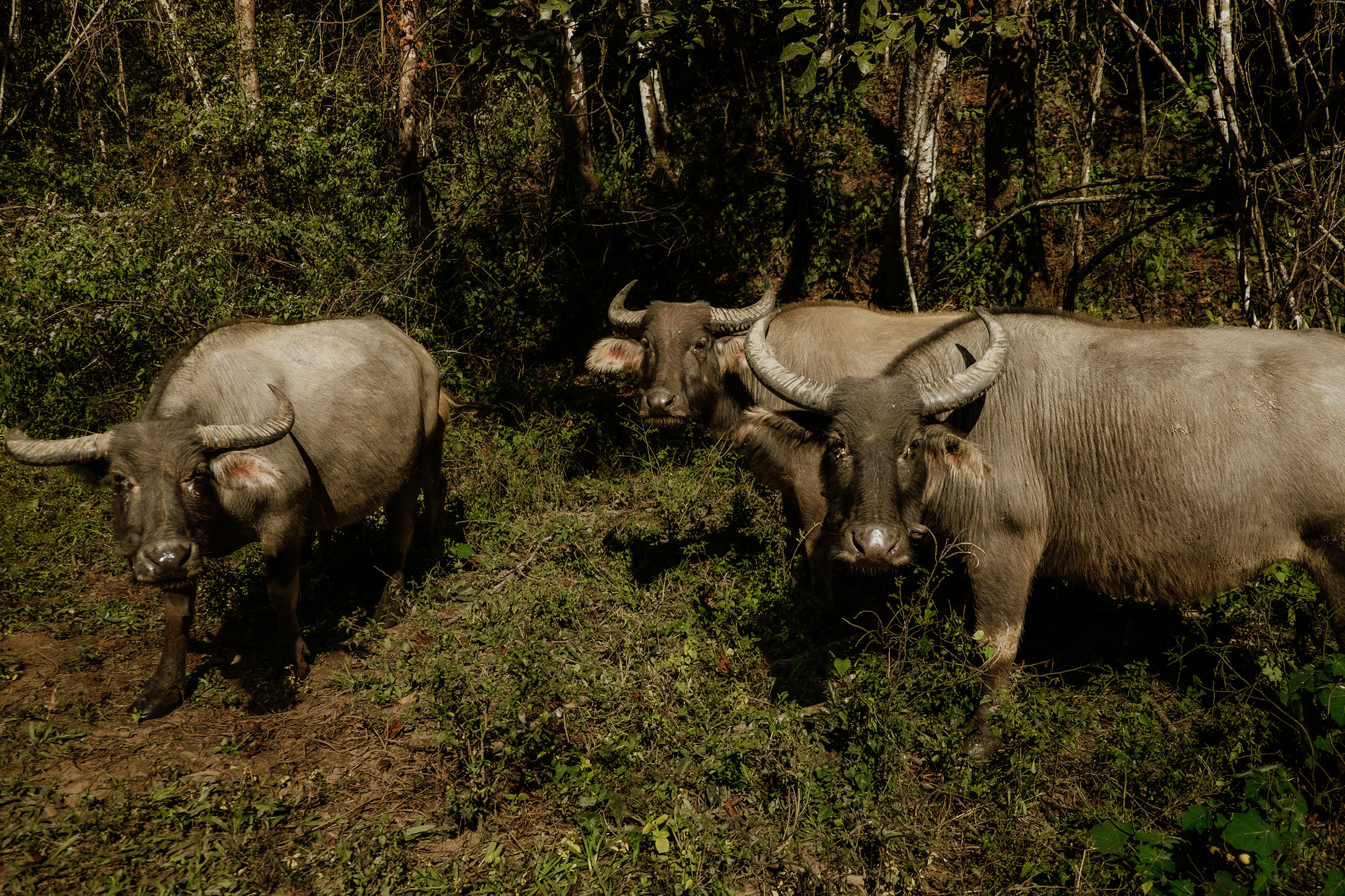 auf dem Mae Hong Son Loop in Nordthailand - Fotograf Fürth, © Klaus Gruber | dolphin photography