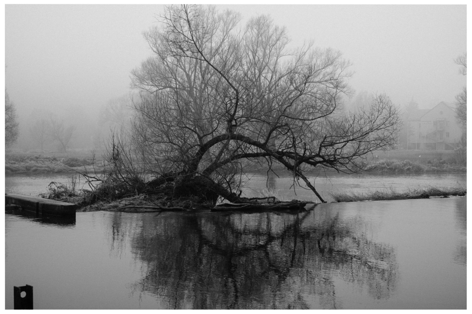 Kahler Baum am Fluss im Nebel mit eingeschränkter Sicht auf Gebäude im Hintergrund, © Klaus Gruber | dolphin photography