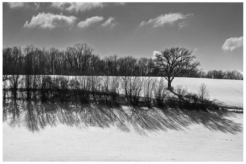 Schneefeld mit Baum und Baumreihen, Schatten im Schnee, bewölkter Himmel im Hintergrund, © Klaus Gruber | dolphin photography