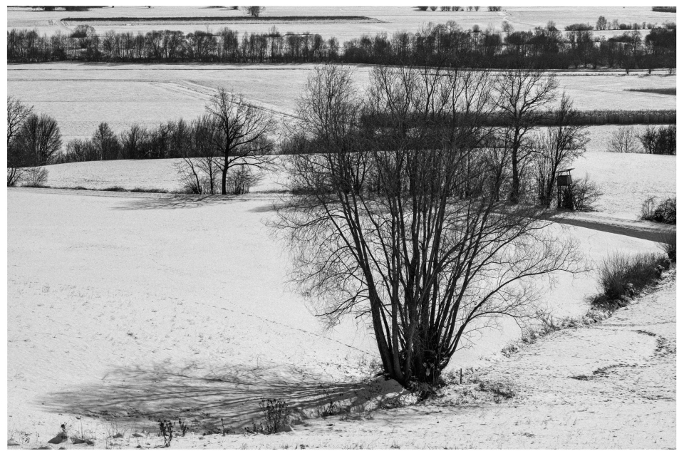 Schneebedecktes Feld mit Bäumen und langen Schatten, Baumreihe im Hintergrund entlang eines Grabens, © Klaus Gruber | dolphin photography