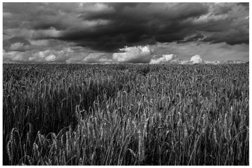 Weites Weizenfeld unter einem bewölkten, dramatischen Himmel, © Klaus Gruber | dolphin photography