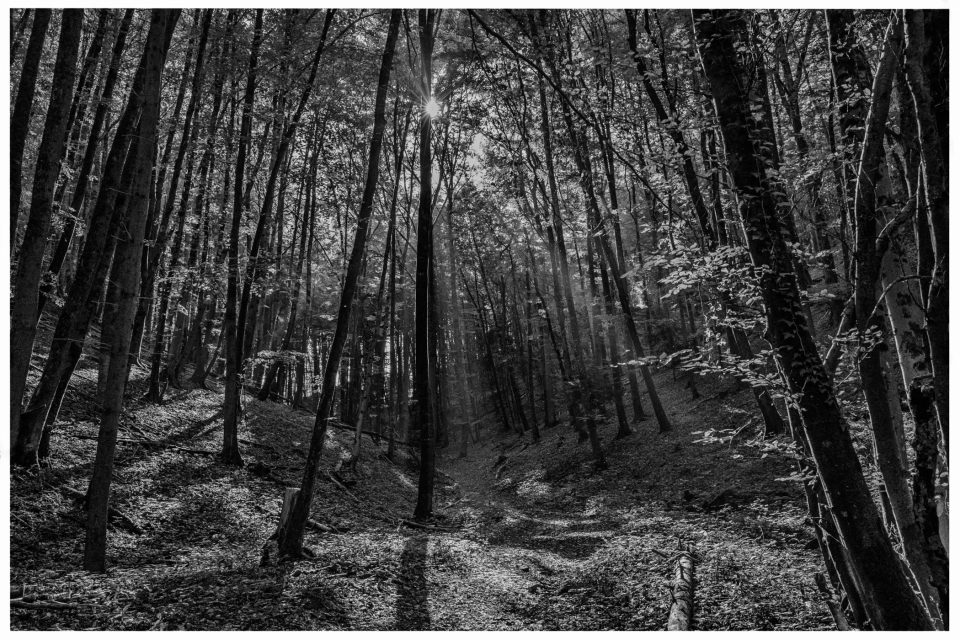 Wald mit Sonnenstrahlen durch Bäume, Laubboden, ruhige und abgeschiedene Atmosphäre, © Klaus Gruber | dolphin photography