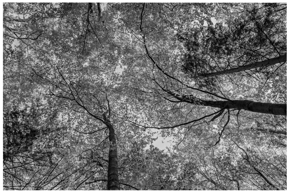 Schwarz-Weiß-Baumkronen, fotografiert von unten, Äste und Blätter verdecken den Himmel, © Klaus Gruber | dolphin photography