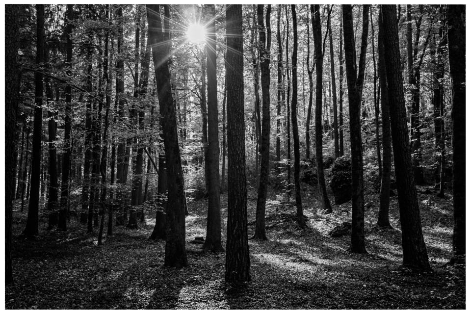 Schwarz-weißes Foto eines Waldes mit Sonnenstrahlen zwischen schlanken Bäumen und Schatten, © Klaus Gruber | dolphin photography