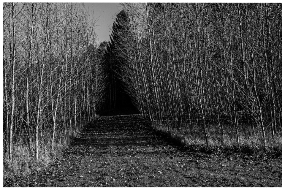 Schmaler Weg im lichten Wald mit kahlen Bäumen und Laubboden, dichterer Wald im Hintergrund, © Klaus Gruber | dolphin photography
