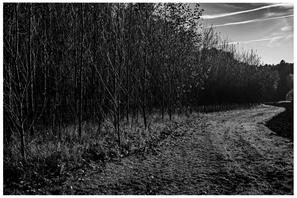 Schmaler Waldweg mit Schatten, umgeben von Bäumen in schwarz-weiß, © Klaus Gruber | dolphin photography