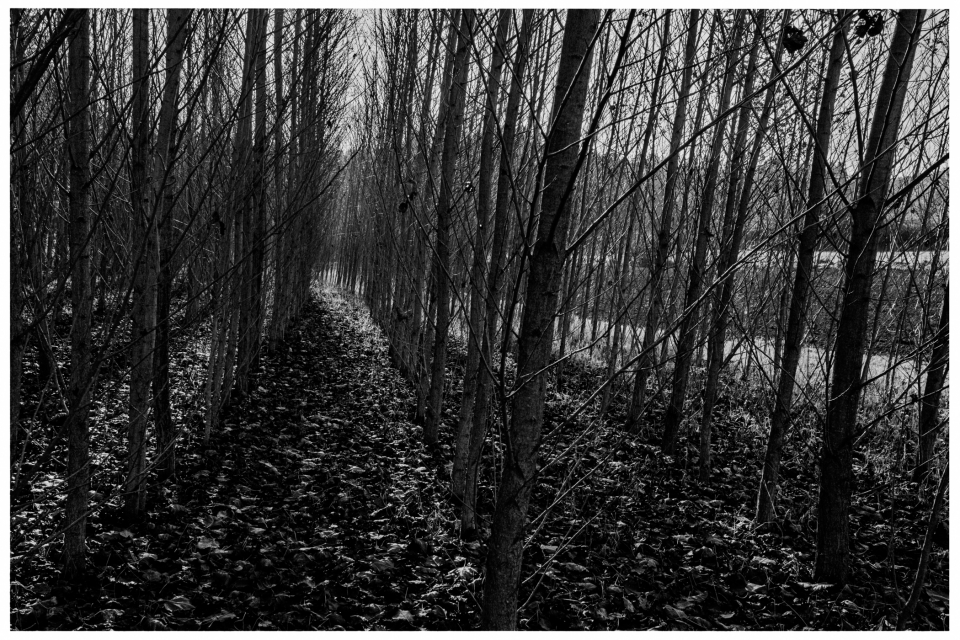 Schmaler Pfad durch kahlen Wald mit dicht stehenden, schlanken Bäumen und gefallenen Blättern, © Klaus Gruber | dolphin photography