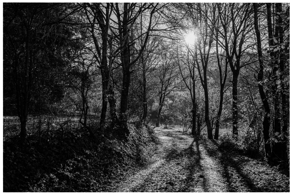Monochromer Waldweg mit kahlen Bäumen und Sonnenstrahlen durch die Äste, © Klaus Gruber | dolphin photography