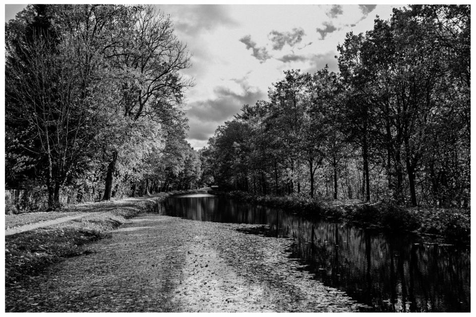 Fluss im Wald unter wolkigem Himmel, umgeben von dichten Bäumen und einem Waldweg, © Klaus Gruber | dolphin photography