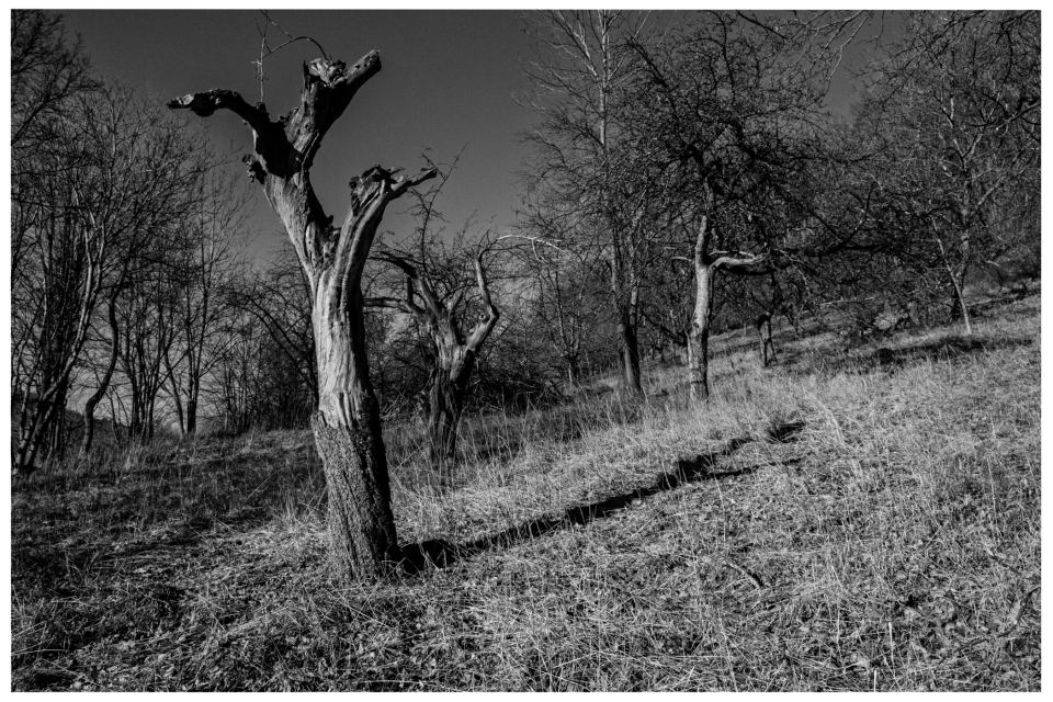 Kahle Bäume auf einer sonnenbeschienenen Wiese, schwarz-weiße Landschaft, © Klaus Gruber | dolphin photography