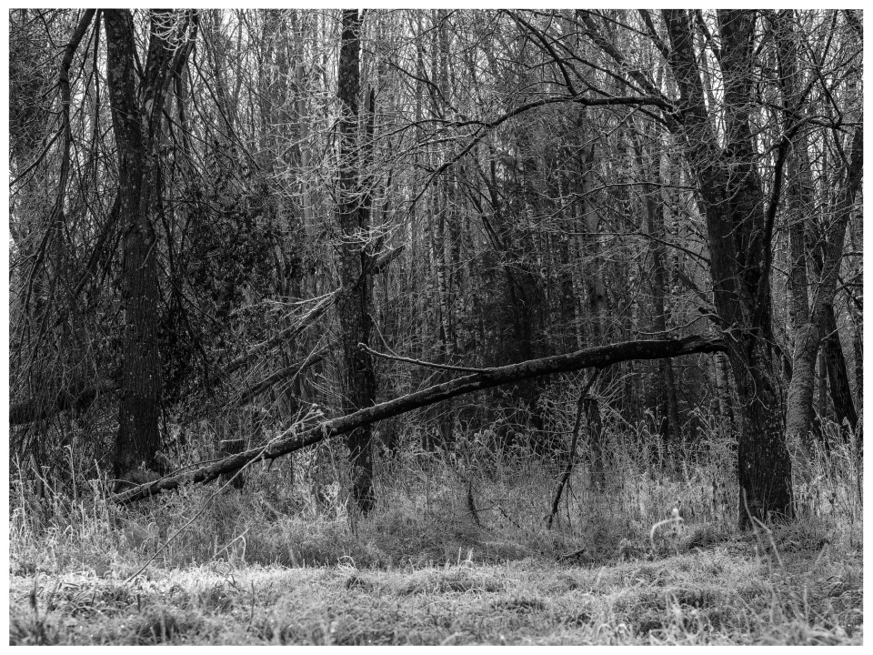 Schwarz-weißes Waldfoto mit dichtem Bewuchs und schräg liegendem umgefallenen Baumstamm, © Klaus Gruber | dolphin photography