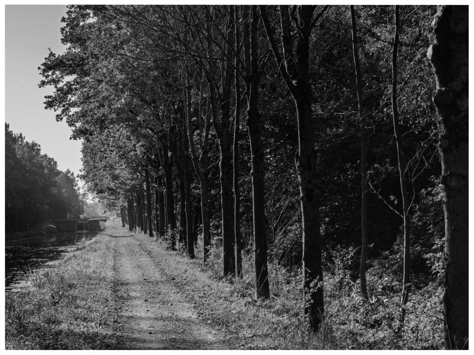 Schwarz-Weiß-Foto, unbefestigter Weg parallel zu Baumreihe und Wasserkanal, © Klaus Gruber | dolphin photography