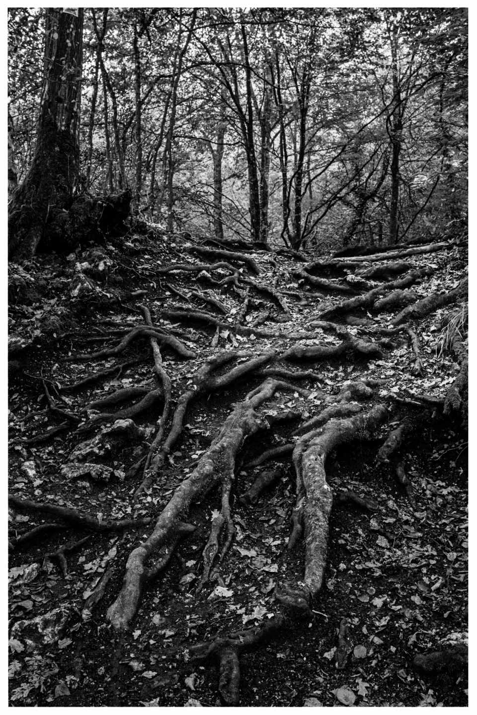 Schwarz-Weiß-Waldszene mit freiliegenden Wurzeln und dicht stehenden Bäumen im Hintergrund, © Klaus Gruber | dolphin photography