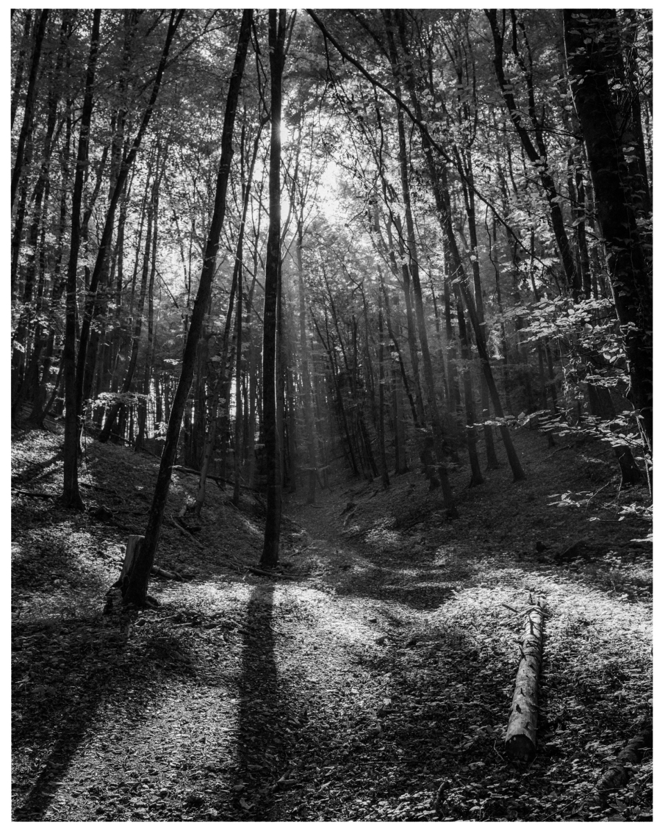 Schwarz-weiß-Wald mit Sonnenstrahlen, Schatten und einem umgestürzten Baumstamm im Vordergrund, © Klaus Gruber | dolphin photography