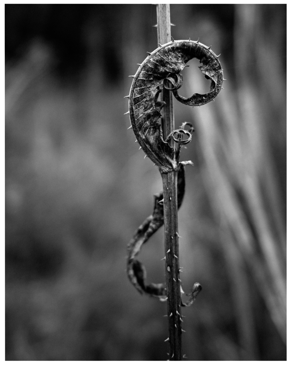 Trockener, spiralförmiger Stängel mit Dornen windet sich um vertikalen Stiel, Schwarzweißbild, © Klaus Gruber | dolphin photography