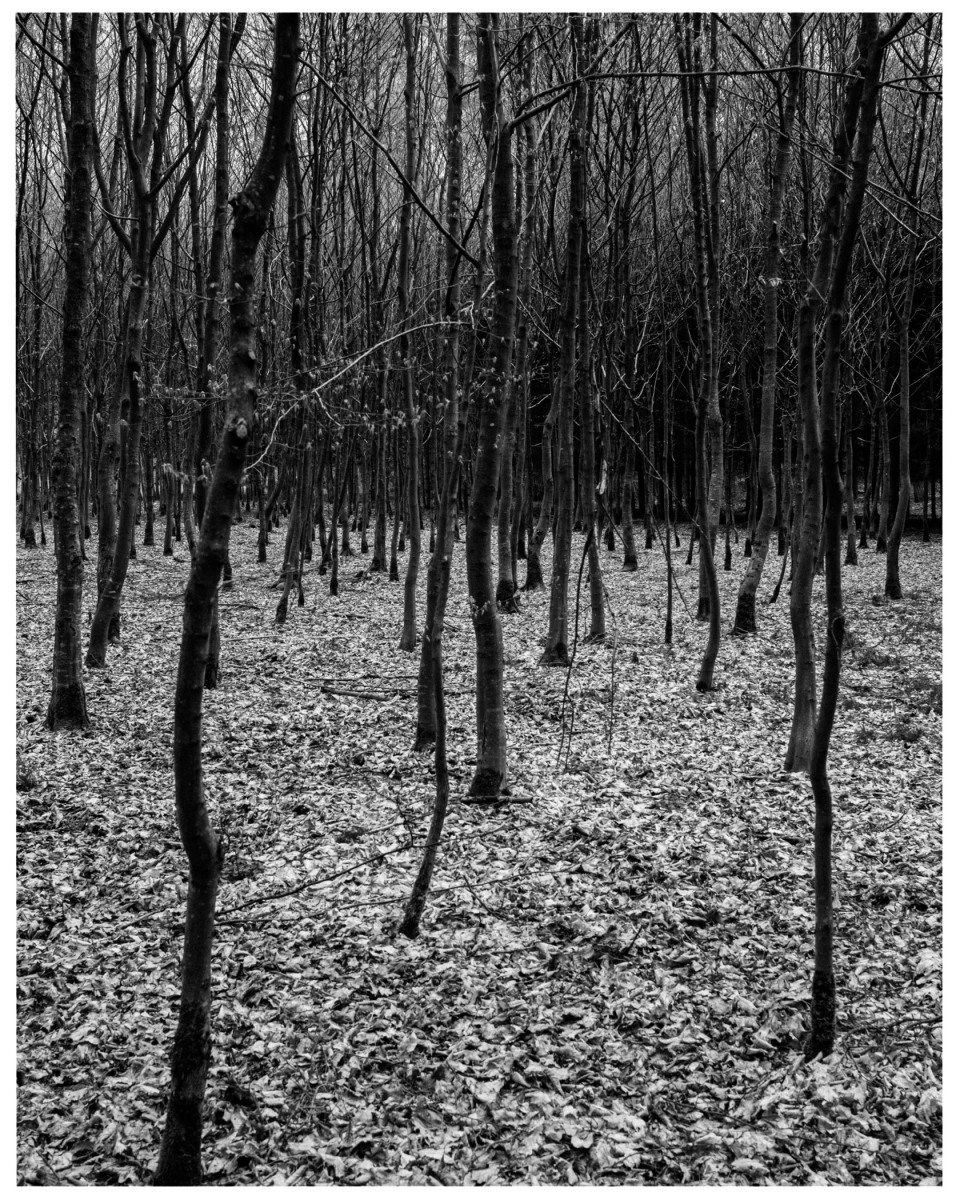 Schwarz-weißer Wald mit dünnen, blattlosen Bäumen und Laubbedeckung auf dem Boden, © Klaus Gruber | dolphin photography
