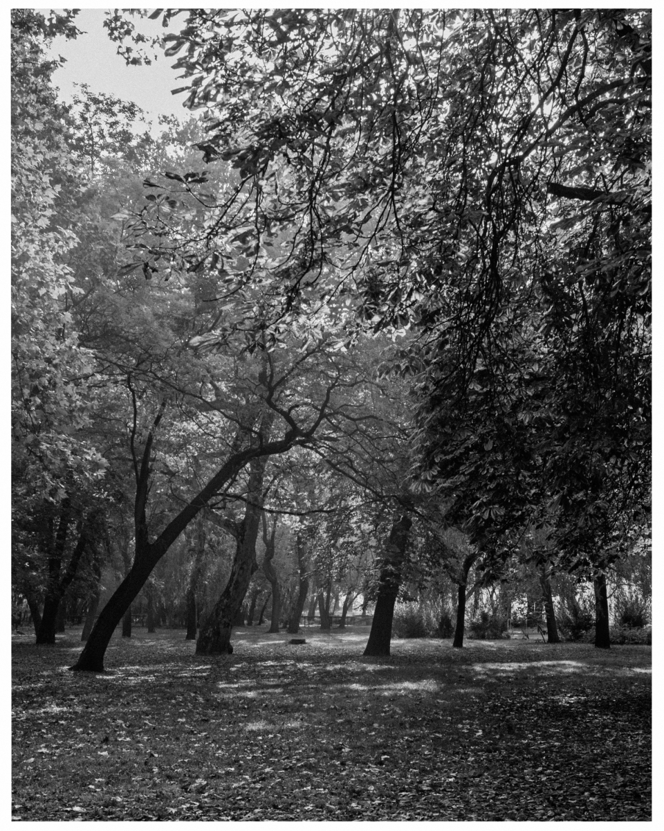 Wald mit Bäumen, Laub und Sonnenlicht, das durch dichtes Blattwerk fällt und Schatten wirft, © Klaus Gruber | Fotograf Fürth